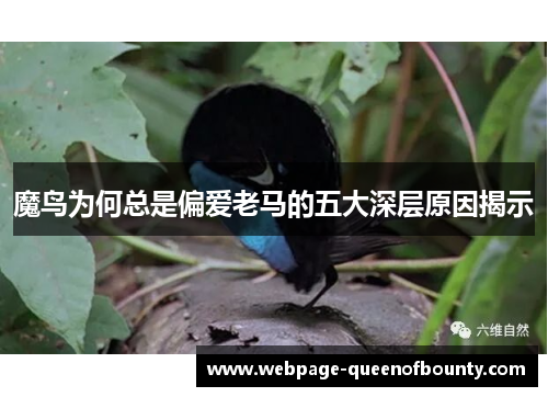 魔鸟为何总是偏爱老马的五大深层原因揭示